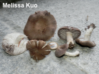 Tricholoma terreum