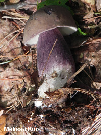 Tylopilus plumbeoviolaceus