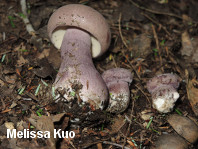 Tylopilus plumbeoviolaceus