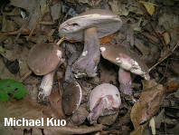 Tylopilus plumbeoviolaceus