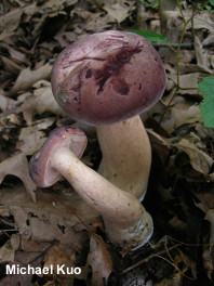 Tylopilus rubrobrunneus