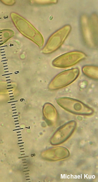 Xerocomellus diffractus