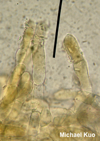 Xerocomellus diffractus