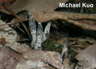 Xylaria cornu-damae