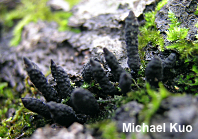 Xylaria longiana