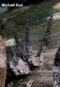 Xylaria longiana