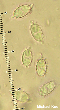 Aleuria cestrica