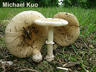 Amanita russuloides