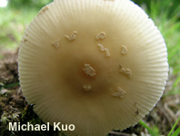 Amanita russuloides