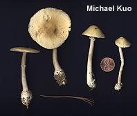 Amanita russuloides