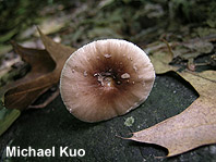 Amanita sp 02