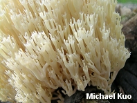 Artomyces pyxidatus