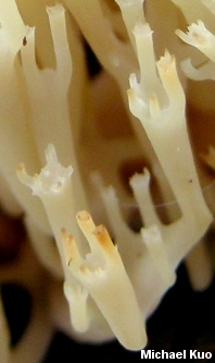 Artomyces pyxidatus