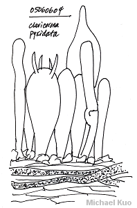 Artomyces pyxidatus