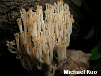 Artomyces pyxidatus