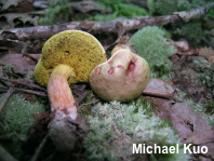 Aureoboletus viridiflavus