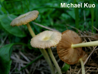 Bolbitius titubans