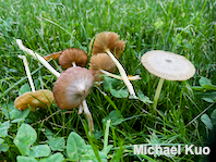 Bolbitius titubans