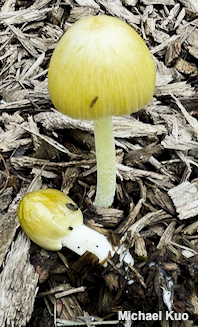 Bolbitius titubans