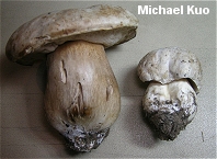 Boletus barrowsii