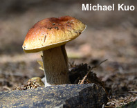 Boletus cf. edulis