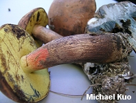 Boletus oliveisporus