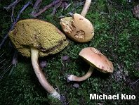 Boletus spadiceus