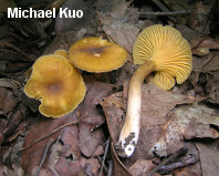 Cantharellus appalachiensis