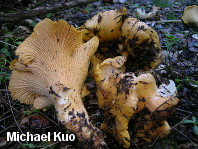 Cantharellus species