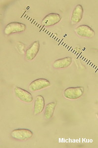 Cantharellus persicinus