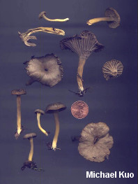 Cantharellus sphaerosporus