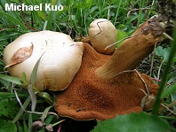 Chalciporus piperatus