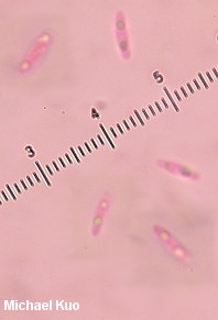 Chlorociboria aeruginascens