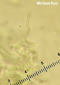 Chlorociboria aeruginascens