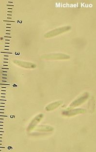 Chlorosplenium chlora