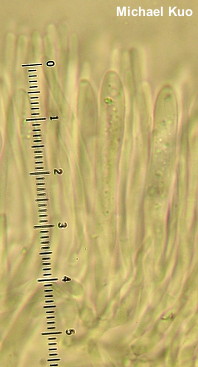 Chlorosplenium chlora