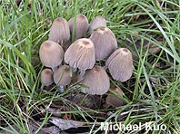 Coprinellus hiascens