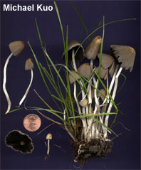 Coprinellus hiascens