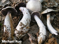 Cortinarius alboviolaceus