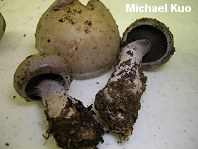 Cortinarius anomalus