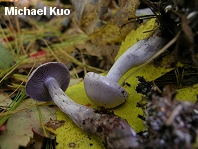 Cortinarius azureus