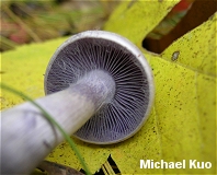 Cortinarius azureus