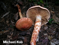 Cortinarius bolaris