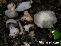 Cortinarius caesiocanescens