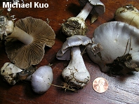 Cortinarius caesiocanescens