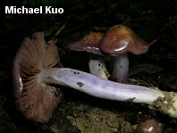 Cortinarius collinitus