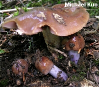 Cortinarius collinitus