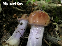 Cortinarius collinitus