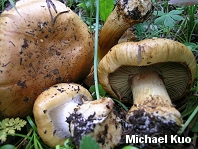 Cortinarius elegantio-montanus