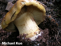 Cortinarius elegantio-montanus